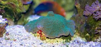 Image result for Adenodolichos rhomboideus