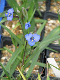 Image result for Commelina schweinfurthii