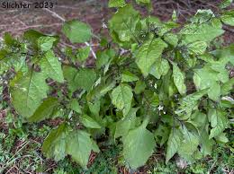 Image result for Solanum americanum
