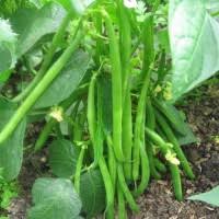 Stangenbohne Cannellino Lingot Samen bestellen - chili-shop24.de