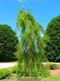 Image result for Taxodium