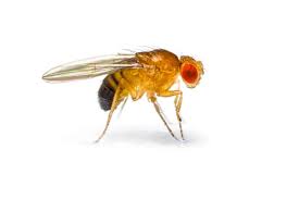 De plus en plus hostile, par des emails, qui sont vraiment assez intolérables. Les Mouches A Fruits Vous Nuisent Elles