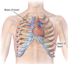 Large heavy curved needles are put through each side of the sternal bone, bringing very thick after the sternum (breastbone) is opened and the heart surgery is finished, each side of the rib cage is released from the chest retractor. Heart Position Relative To Ribcage Integration Massage