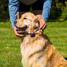 Pet stop dealer near me. Invisible Dog Fencing In Indiana Indiana Pet Fence
