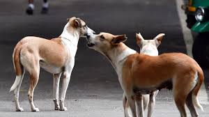 Helpless about stray dogs in Bengaluru, says govt