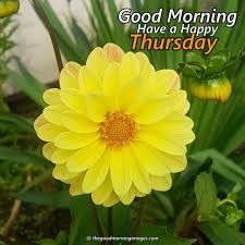 We did not find results for: Best Good Morning Thursday Images New Collection