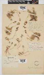 Image result for Eragrostis chapelieri