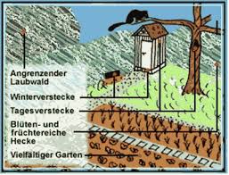 Wenn nachts komische geräusche aus dem dach dringen, sind vielleicht siebenschläfer im haus. Bauen Und Tiere Igel