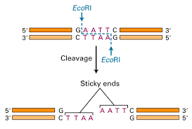 Molecular Scissors Science Project Dna Project Dna Science