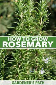 Check spelling or type a new query. How To Grow Rosemary In The Home Herb Garden Gardener S Path