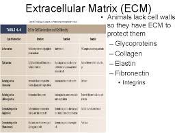 In animals, the extracellular matrix is a complex network of proteins and carbohydrates and in gloves. Part Of The Cell Cell Theory All Organisms