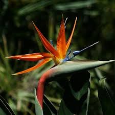 Bird Of Paradise Plant For Sale Near Me Multi Color Strelitzia Reginae Seeds 100pcs Pack In 2020 Birds Of Paradise Plant Paradise Plant Birds Of Paradise