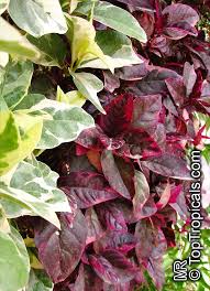 Image result for Pseuderanthemum