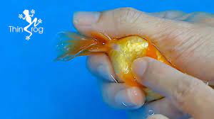 Goldfish Hand Breeding Step By Step Youtube