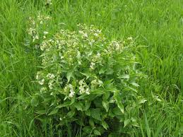 Image result for Vincetoxicum stenolobum