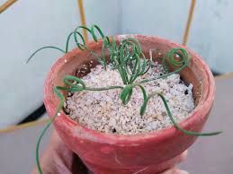 Image result for Albuca sp. no. 1