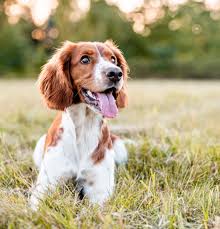 We treat dogs, cats and pocket pets. Veterinarian In Madison Al Paradise Animal Hospital
