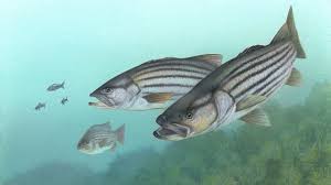 Novel Protein Treats Sick Farmed Fish Without Risking Antibiotic Resistance 