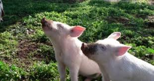 Pig Rolling In Mud Photo Pigs In Mud Animals Australia Cute Pigs Baby Pigs Muddy Pigs