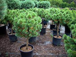 The height of the container or. Mugo Pine Tree For Sale Online The Tree Center