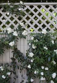 Dark colours are great for fences for the reasons we stated earlier, but light colours, and cooler shades like sky blue, are perfect for the interior borders of a small garden. 21 Best Fence Colors Ideas Garden Fence Fence Paint Garden Fencing