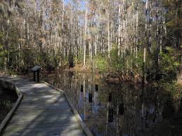 Walking Through A Carolina Bay Visitors Can Explore Woods Bay State Park Along A Nature Trail A 1 100 Foot Boardwalk O State Parks Park South Nature Trail