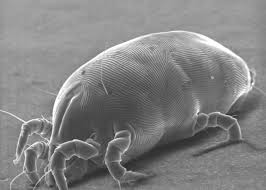 As a result, the skin can become drier and there's a buildup of dead. Mattresses Dust Mites And Skin Cells How Gross Does Your Mattress Get Over Time