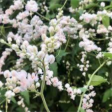 Image result for Antigonon