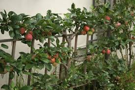 Enjoying the fruits from your mature edible landscape feels like owning a stack of gold bars! Espaliered 6 Way Combination Apple Tree Restoring Eden