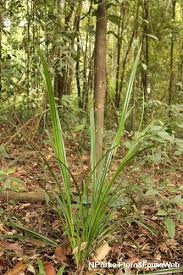 Image result for Hypolytrum