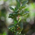 Image result for Ehretia rigida