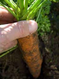 Dig a hole with your finger or a trowel to the depth specified on the seed packet. Carrot Grow Guide