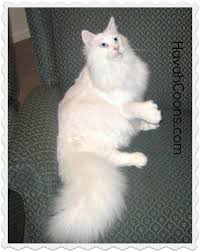 Buy and sell maine coons kittens & cats uk with freeads classifieds. Havah Maine Coons Home