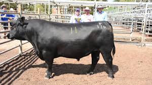 With 6 starts for tenderness and 3 stars for marbling, neron is a carcass and performance sire. Blackrock Angus Sale Hits 12 000 Farm Weekly Western Australia