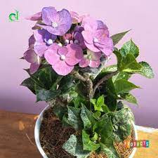 Maybe you would like to learn more about one of these? Jual Tanaman Hias Hortensia Bunga Ungu Import Berkualitas
