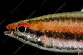 Nannostomus marginatus mortenthaleri paepke & arendt 2001. Nannostomus Mortenthaleri Keyword Search Science Photo Library