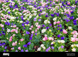 Image result for eustoma lisianthus in garden