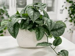 Older leaves usually show these signs because they're close to the roots of the plants. Pothos Plant Silver Satin Care Difficulty Easy Amiesue Com