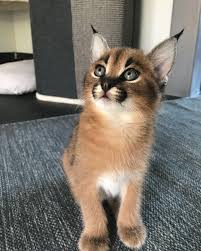 Bengal Savannah Serval Caracal Kittens For Sale