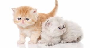 A place for all the persian cats owners and lovers. Exotic Shorthair Lifespan And Health Problems