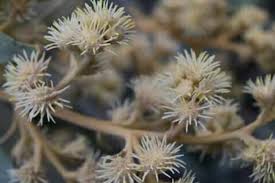 Image result for Tarchonanthus camphoratus