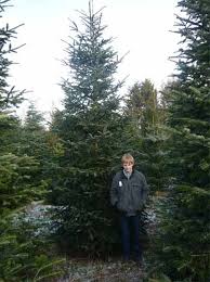 Die Nordmanns Tanne Abies Nordmannia Hier In Der Grosse 500 600cm Den Klassiker Unter Den Weihnachtsbaumen Gibt Es Auch Fur Baumschule Baum Weihnachtsbaum
