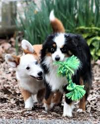 Heeler australian kelpie australian mountain doodle australian shepherd australian terrier azawakh barbet mixed/other morkie / yorktese mountain cur mountain feist mudi munsterlander neapolitan mastiff. Aussie Corgi Dog Breed Information
