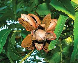 Check spelling or type a new query. Nut Tree Hardy Pecan De Groot Inc Perennials Daylilies Fruits Vegetables Shrubs Bulbs