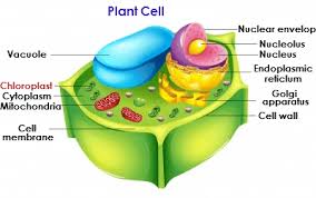 Jul 25, 2021 · general features of plant cell. Where In The Plant Cell Is Energy Turned Into Oxygen Quora