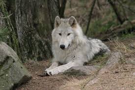 Départ pour la margeride avec visite le matin du parc des loups en lozère où vous vous passionnerez pour cette espèce animale. Parc Des Loups Du Gevaudan Lozere Tourisme