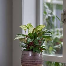 Image result for Ktenante Ctenanthe