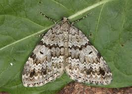 Image result for Entephria polata