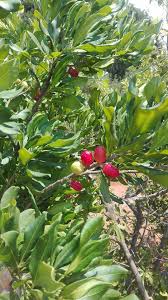 Image result for Vepris reflexa