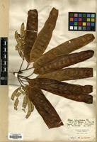 Image result for Albizia schimperiana